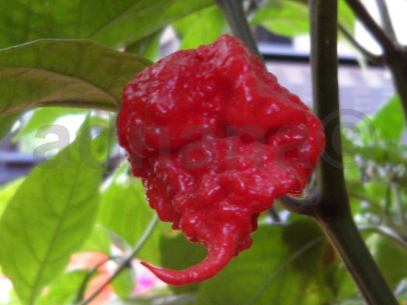  - Carolina Reaper