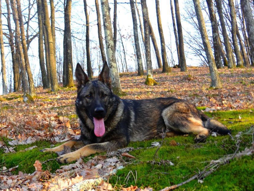  - Ciobanesc German Angel