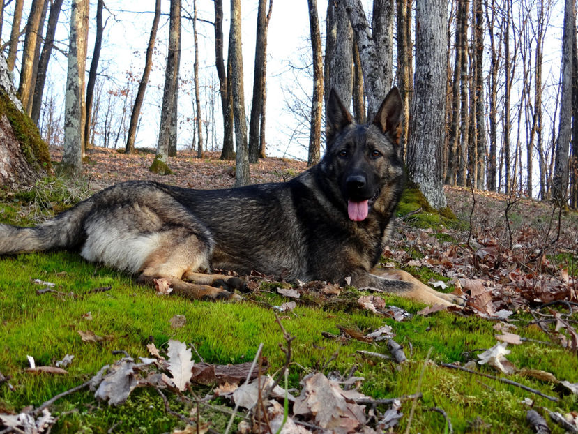  - Ciobanesc German Angel