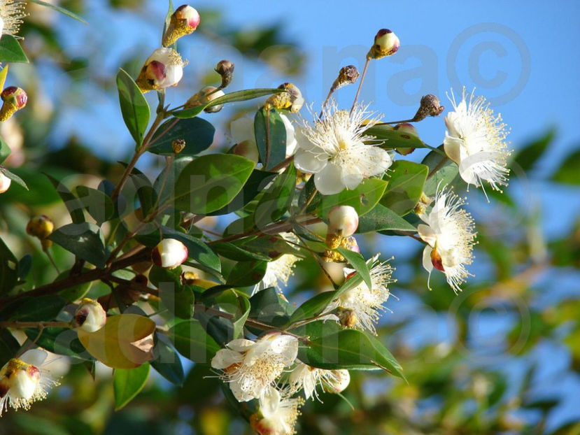  - Mirt - Myrtus communis