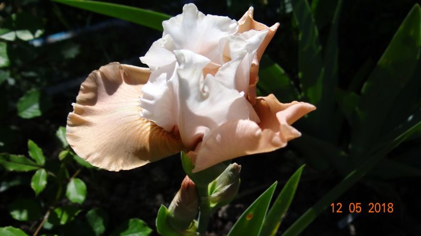 Coconut Ice - Irisi -partea I-a