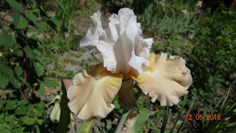 Apricot Frosty - Irisi -partea I-a