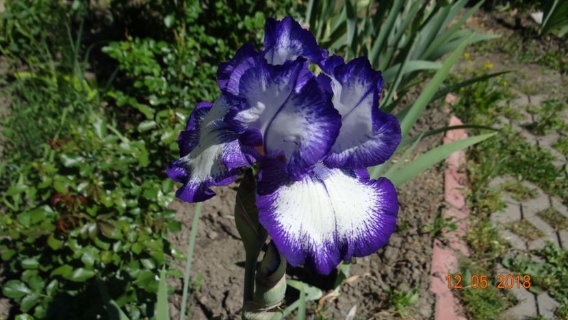 LOOP -7 - Irisi disponibili