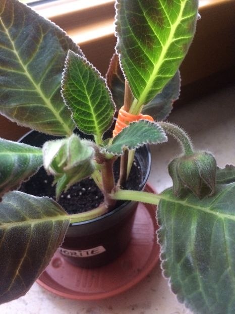 14.05.2018 - Gloxinia Larissa