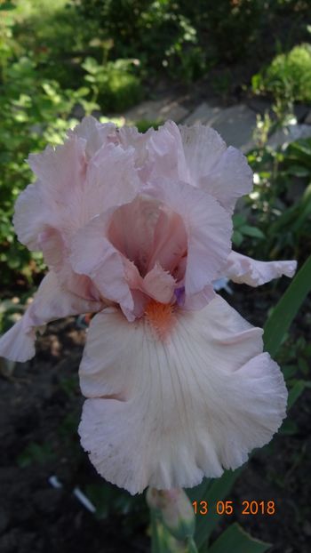  - Irisi -partea I-a