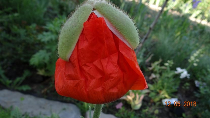  - De-ale lui Florar