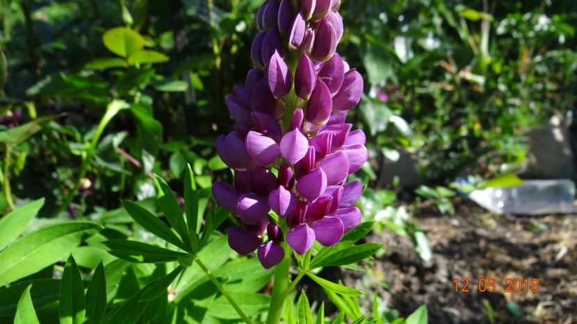  - De-ale lui Florar