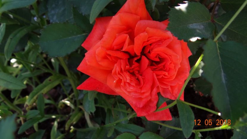 Super Trouper - De-ale lui Florar