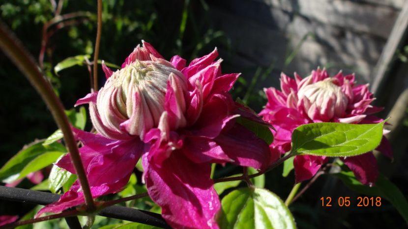 Kaiser - De-ale lui Florar