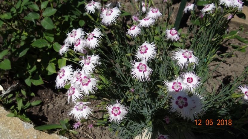  - De-ale lui Florar
