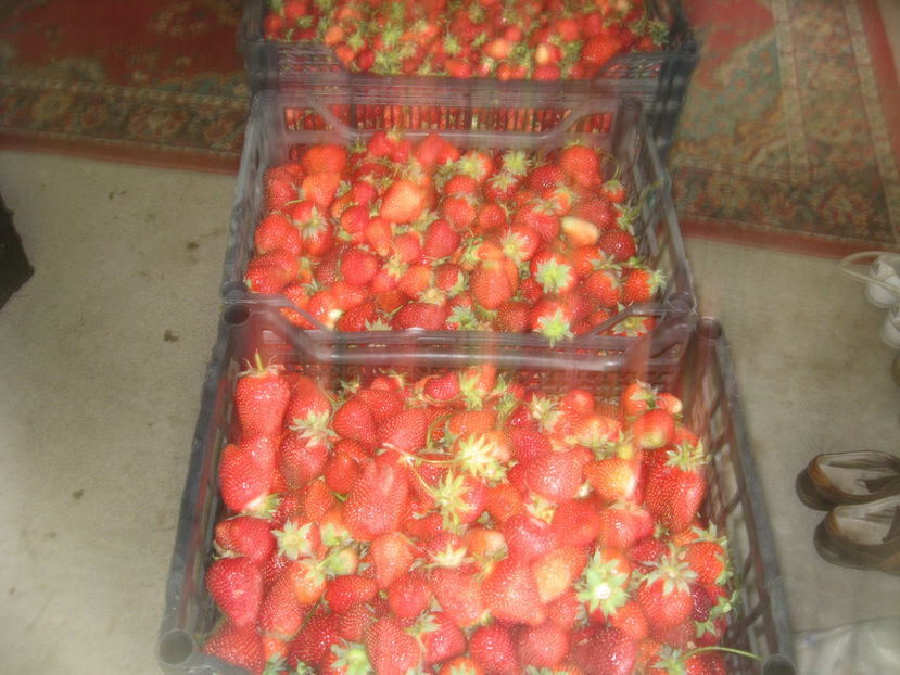  - De sezon la vinzare