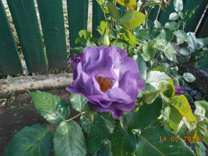 blue for you - 3Trandafiri 2018