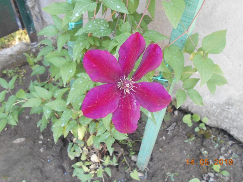 - 3Clematite2018