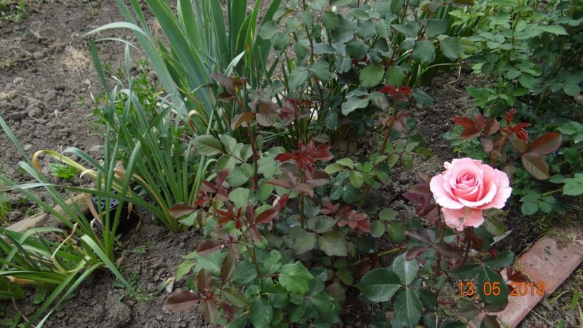  - De-ale lui Florar