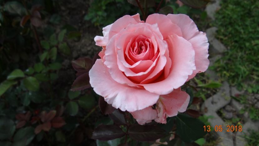 Laurent Cabrol - De-ale lui Florar