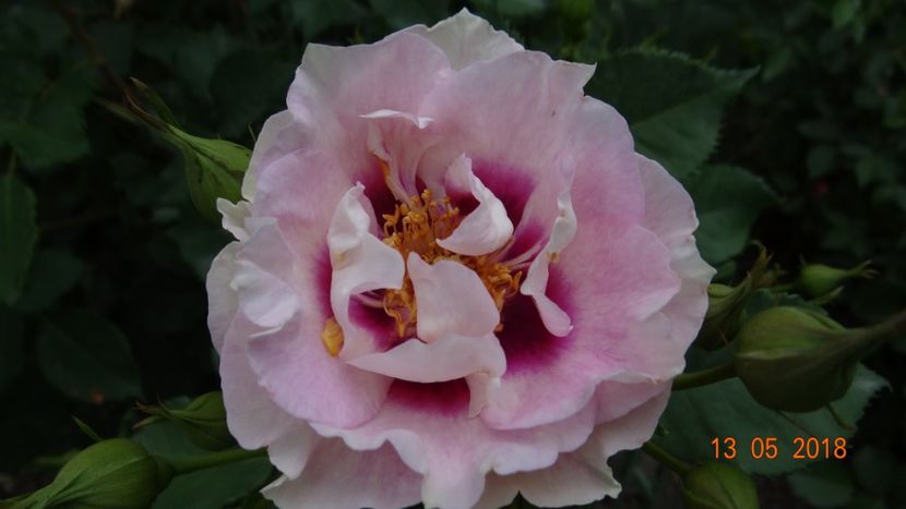 Eyes for You - De-ale lui Florar