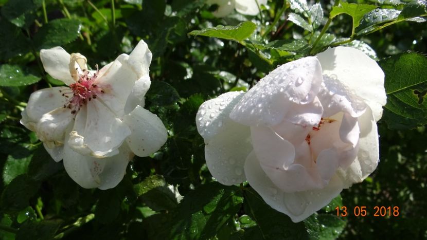  - De-ale lui Florar