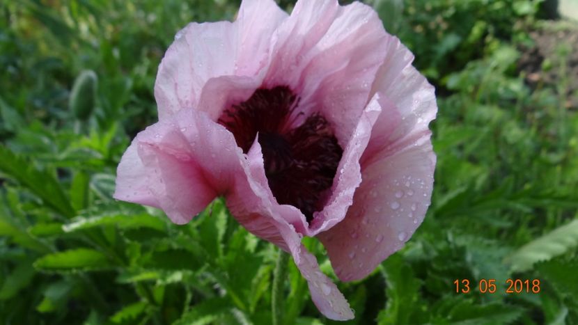 Heartbeat - De-ale lui Florar