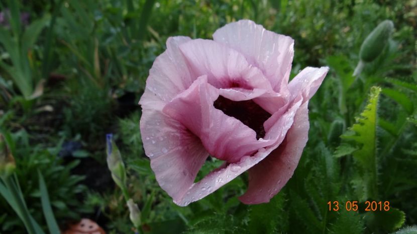  - De-ale lui Florar