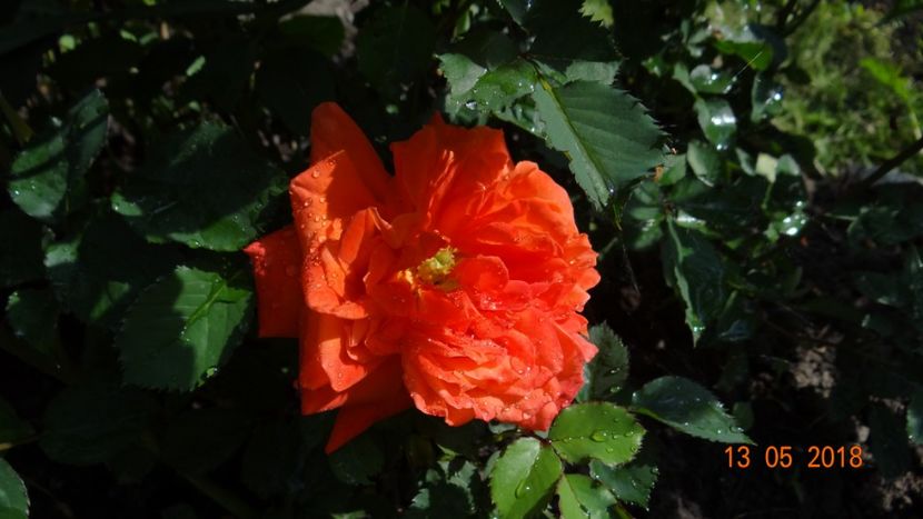 Super Trooper - De-ale lui Florar