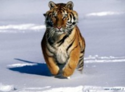 m_162 - tigri