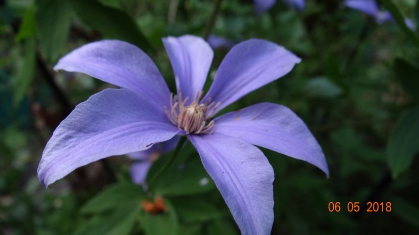 Scented Clem - Clematite 2018