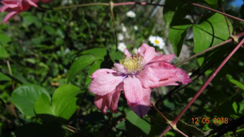  - Clematite 2018