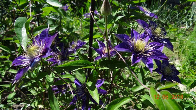  - Clematite 2018