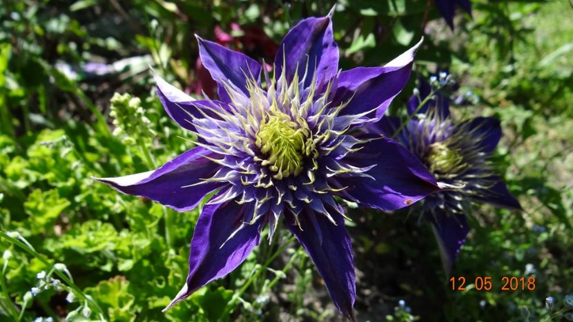 Multiblue - Clematite 2018