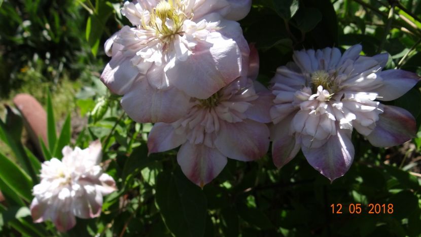 Innocent Blush - Clematite 2018