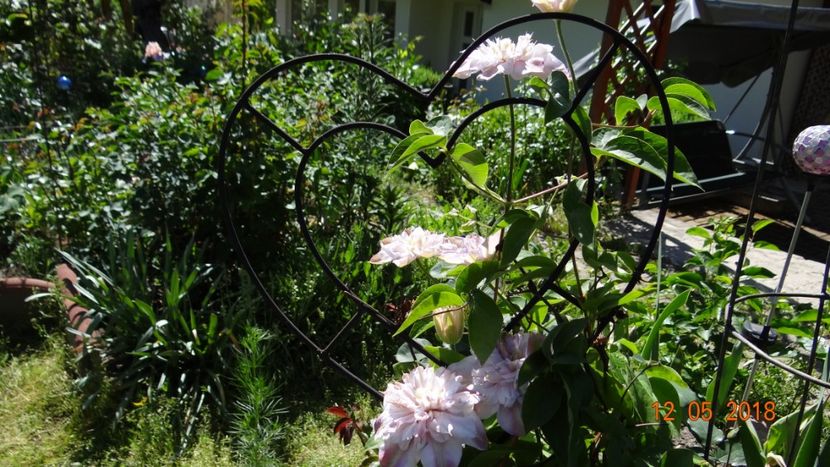 Innocent Blush - Clematite 2018