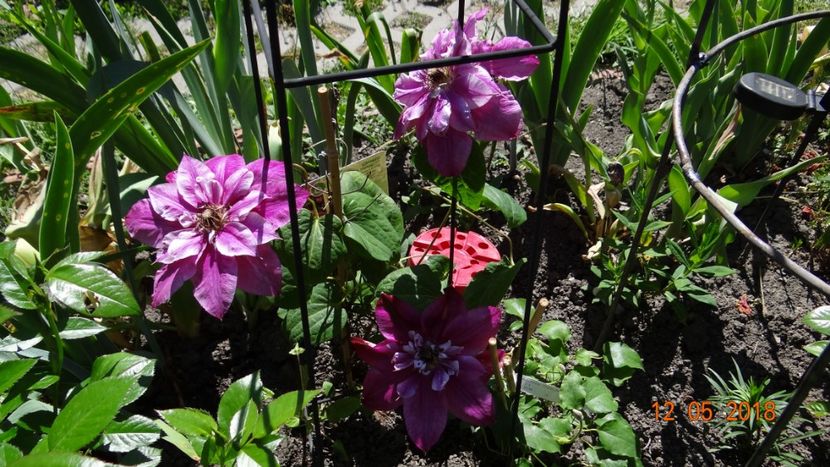 My Darling - Clematite 2018