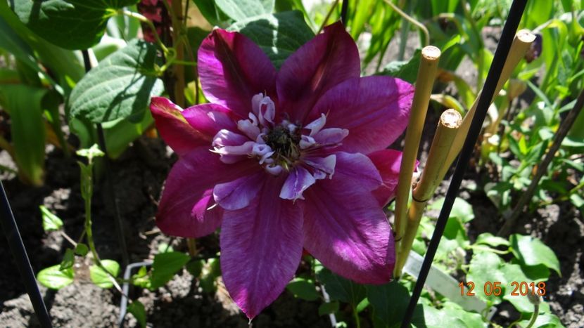  - Clematite 2018