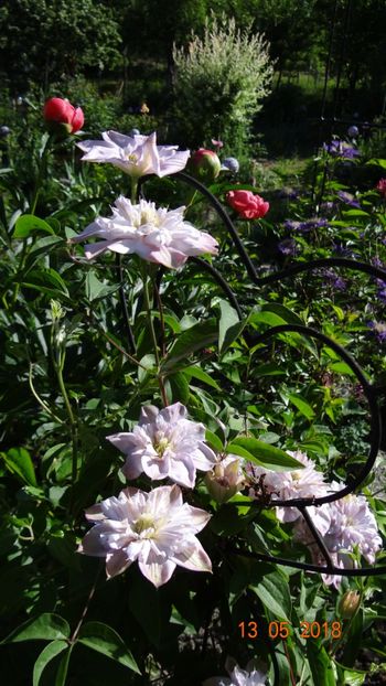  - Clematite 2018