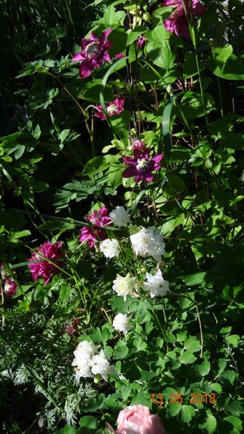  - Clematite 2018