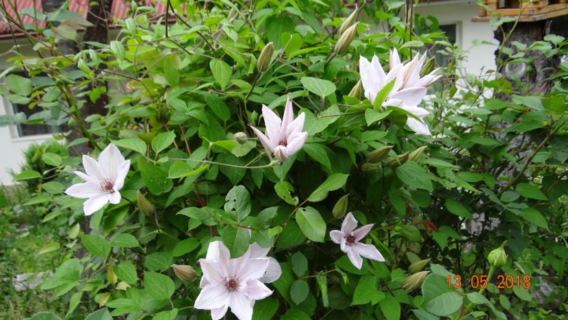John Paul cred... - Clematite 2018