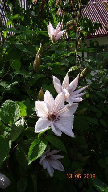 al treilea exemplar :( - Clematite 2018