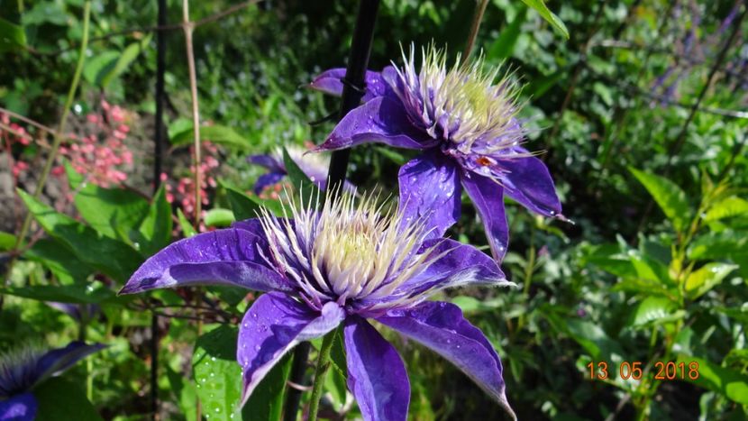 MultiBlue - Clematite 2018
