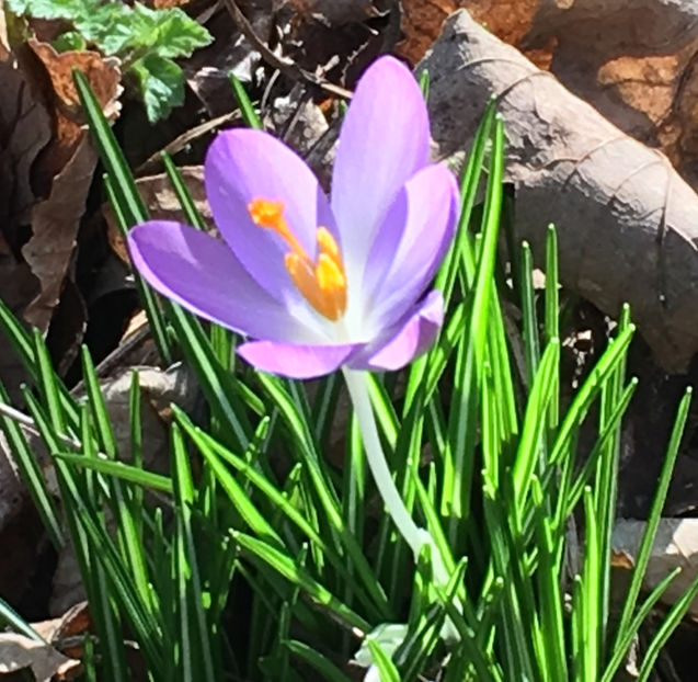  - FLORILE PRIMAVERII