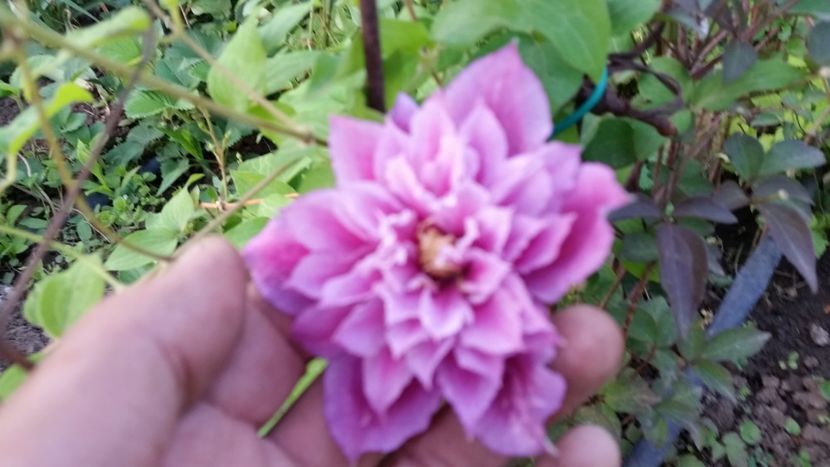  - clematite 2018