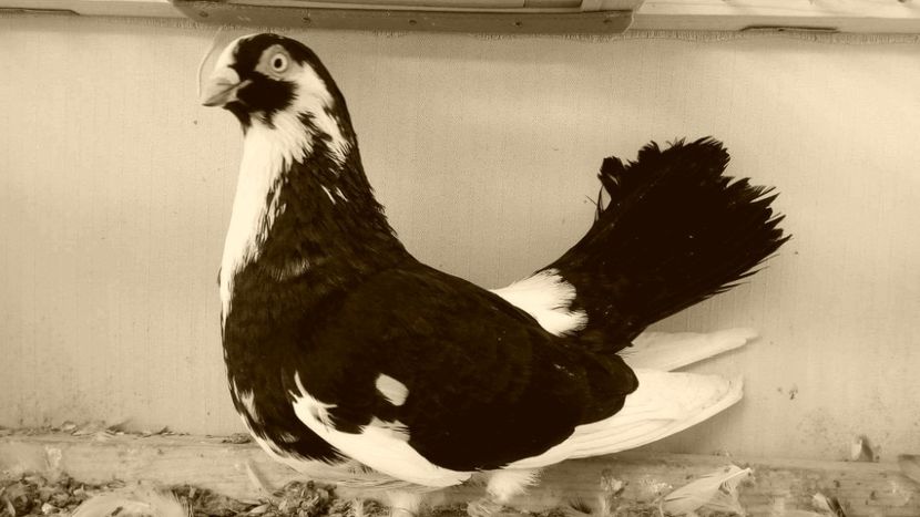 Femela Alex - 4-Jucatori de Galati