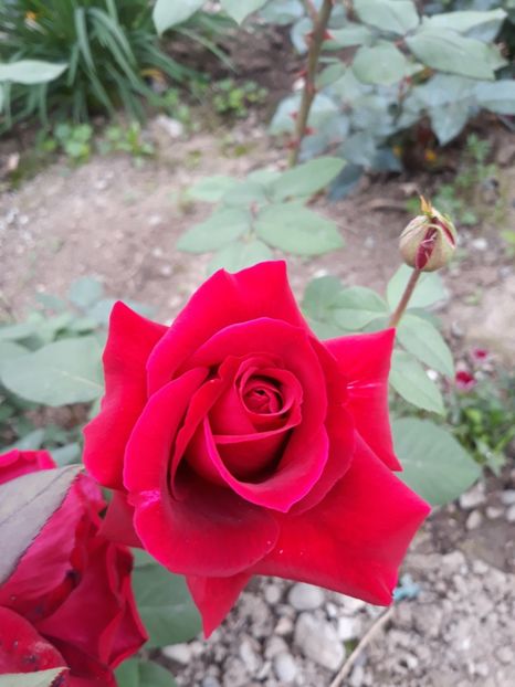  - Trandafir rosu necunoscut 2018