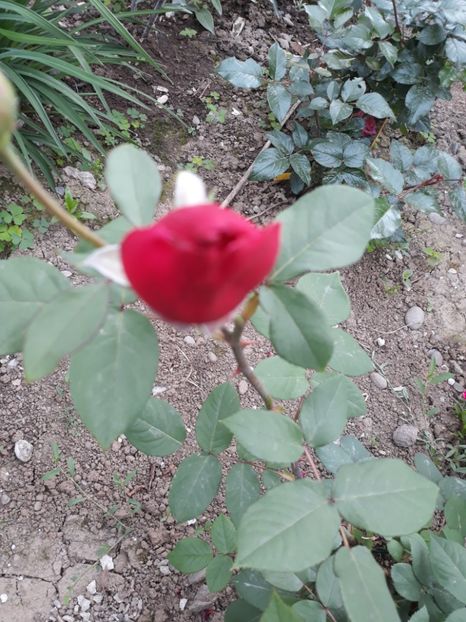  - Trandafir rosu necunoscut 2018