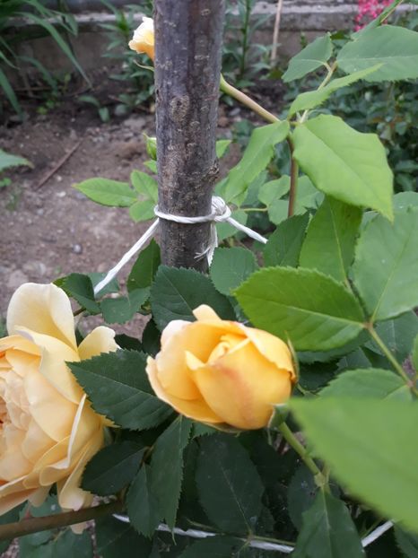  - Trandafir graham thomas 2018