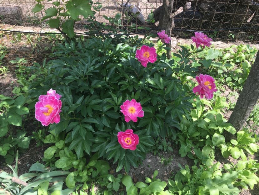 Paeonia Doreen - Florile mamei 2018