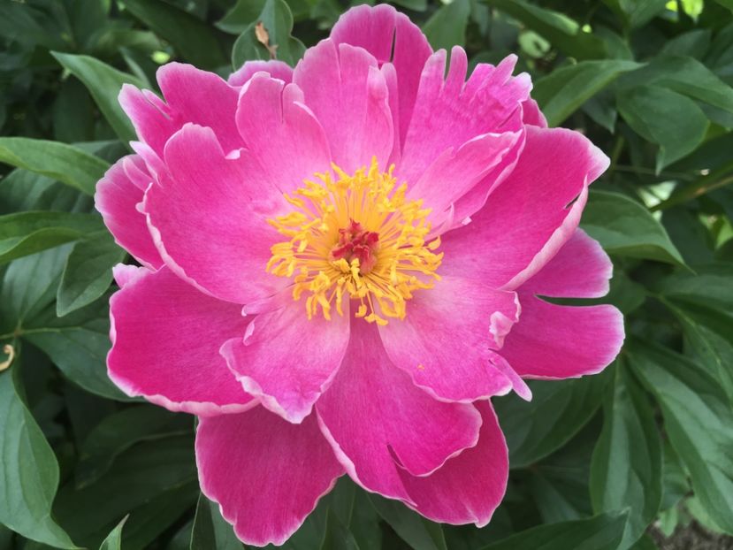 Paeonia Doreen - Florile mamei 2018