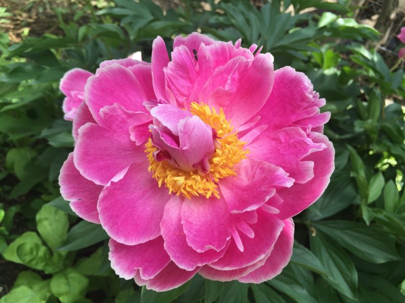 Paeonia Doreen - Florile mamei 2018