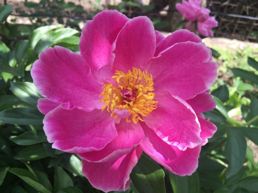 Paeonia Doreen - Florile mamei 2018