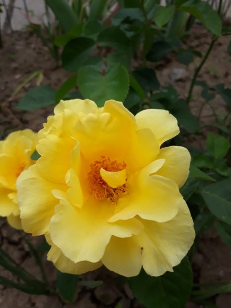  - Trandafir Petito 2018