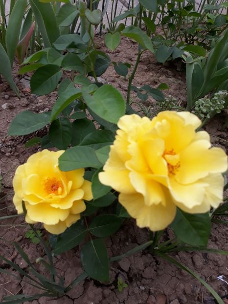  - Trandafir Petito 2018